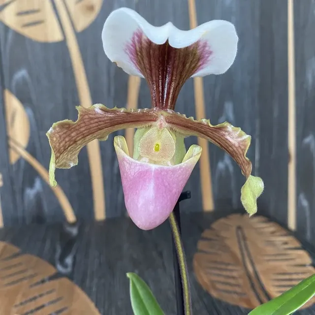 Paphiopedilum hibrid