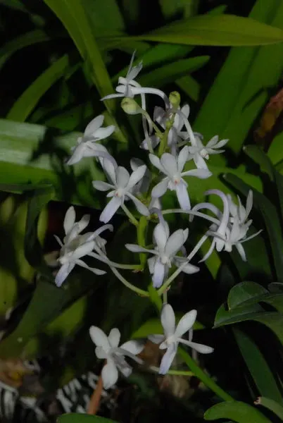 Noid Neofinetia (Neofinetia)