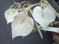 **Brassavola Orchid Plant Mounted on Coconut Husk - Fragrant Cattleya Hybrid 'Little Stars' - Brassavola nodosa**