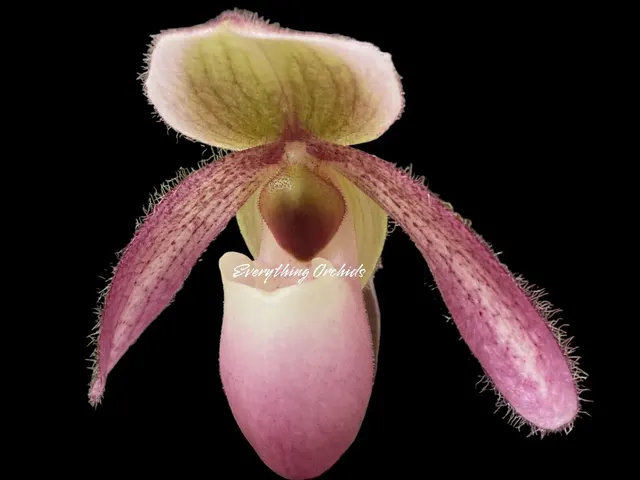Paphiopedilum liemianum x delenatii