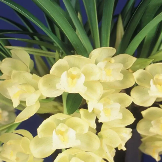 Cymbidium Honey Bunny 'Sweet Bell'