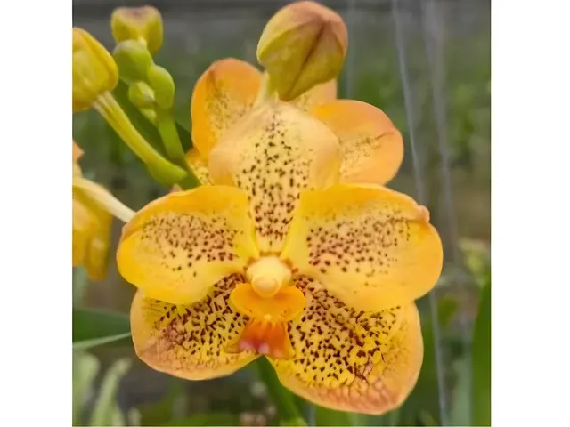 Vanda Sanchia Gold Spots (Vanda)
