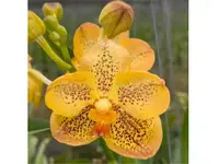 Vanda Sanchia Gold Spots