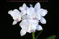 C. intermedia var. aquinii-coerulea x sib ('Haneda' AM/AOS x 'C.H.#13') (C1482) (Cattleya - - intermedia )