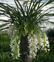 Cymbidium Sarah Jean "Ice Cascade" — 13 cm / No