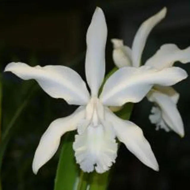 Cattleya intermedia 'Penn Valley' (Cattleya)