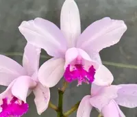 Cattleya intermedia — BS / Nonblooming