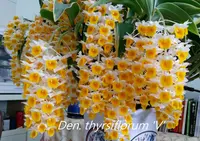Den. thyrsiflorum (DSTY) ( - - thyrsiflorum )