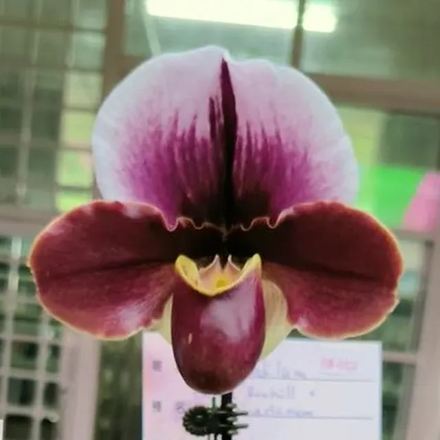 Paphiopedilum spicerianum 'Meatloaf'