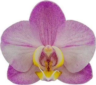 Phalaenopsis Wanderlust