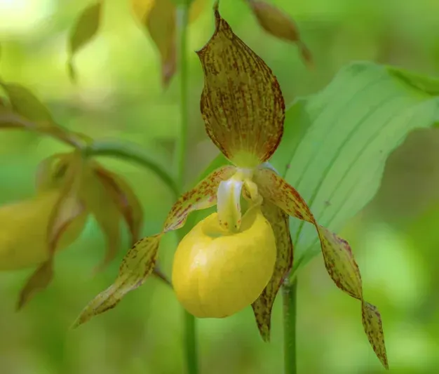 Cypripedium Victoria (Cypripedium)