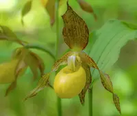 Cypripedium Victoria (parviflorum var pubescens x fasciolatum)