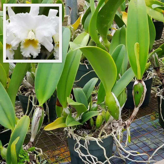 Rhyncholaeliocattleya Wendy Tanaka 'Volcano Queen' (Rhyncholaeliocattleya)