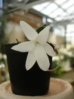 Aerangis fastuosa — Blühfähige Pflanze