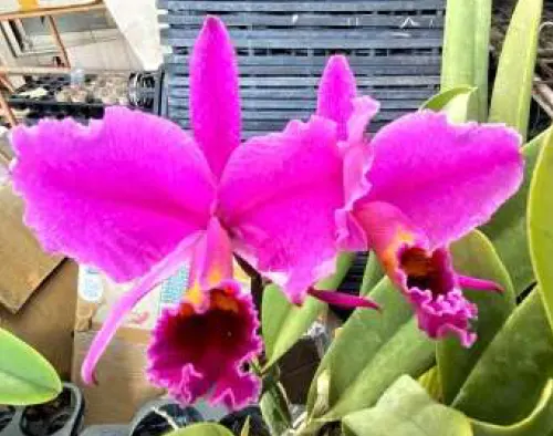 Cattleya percivaliana 'Veneno' (Cattleya)