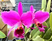 C. percivaliana f. rubra (marmorada) ‘Veneno’ (3B) (VC094) (Cattleya - - percivaliana )
