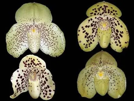 Paphiopedilum wenshanense (Paphiopedilum)
