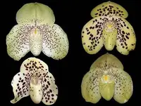 Paphiopedilum wenshanense
