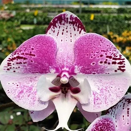 Phalaenopsis Charming Angelina '1201' (Phalaenopsis)