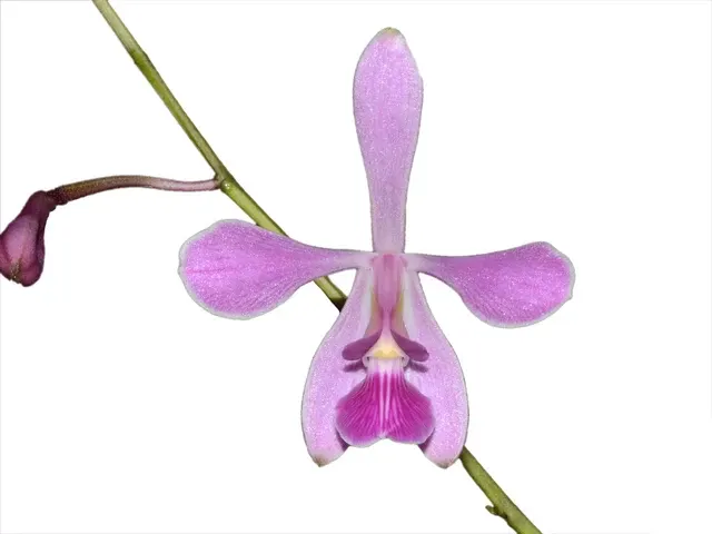 Encyclia jenischiana (Encyclia)