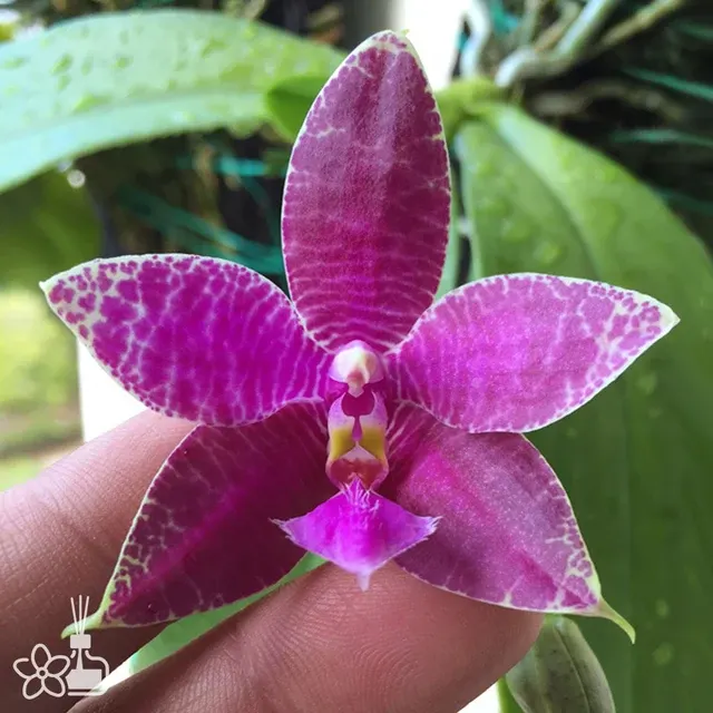 Phalaenopsis luedde-violacea