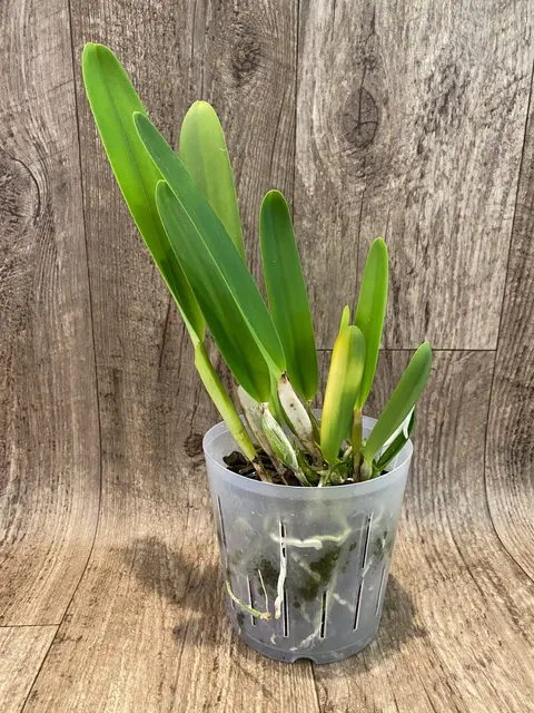Cattleya purpurata 'Giant'