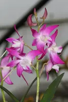 Dendrobium Jonathan's Glory 'Bee-Em'