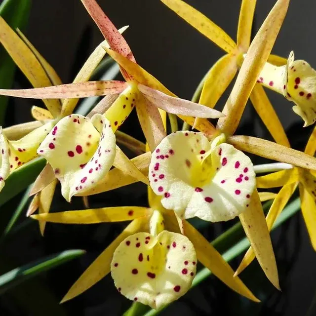 Brassocattleya Yellow Bird AM/AOS - Flori Parfumate 'Tigertail'