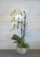 Double Phalaenopsis Orchid