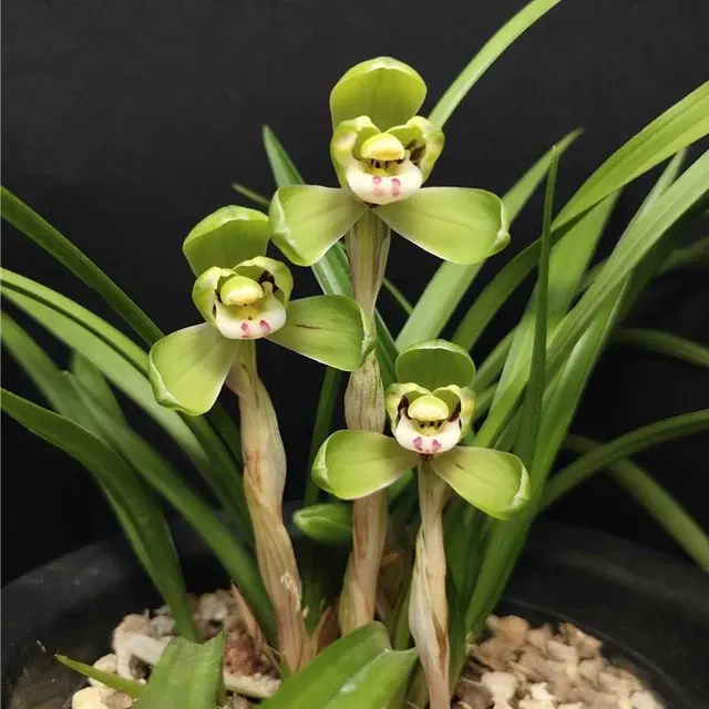Cymbidium goeringii 'He-Shi'