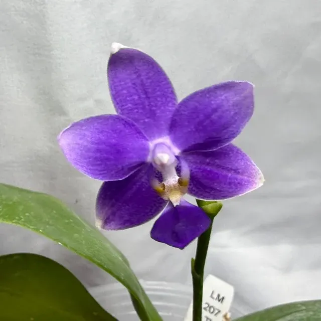 Phalaenopsis Equalacea 'LL'