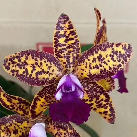 Cattleya Leopard Lou 'Satay' (Cattleya)
