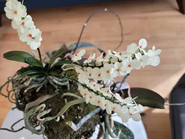 Aerangis luteoalba v. rhodosticta