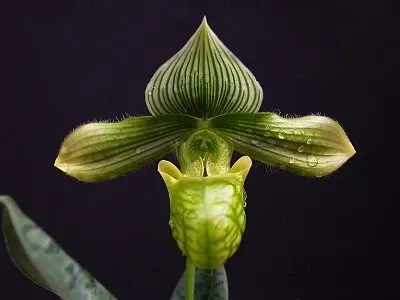 Paphiopedilum venustum 'Alba' (Paphiopedilum)