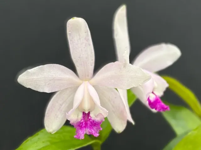 Cattleya intermedia’Segunda-Feira’ (Cattleya)