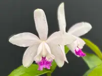 Cattleya intermedia’Segunda-Feira’ - blooming size division
