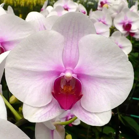 Phalaenopsis First Love (Phalaenopsis)