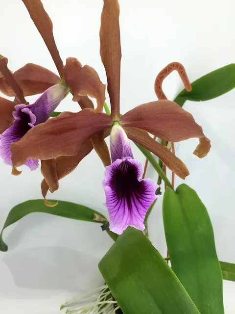Laelia tenebrosa 'Big'