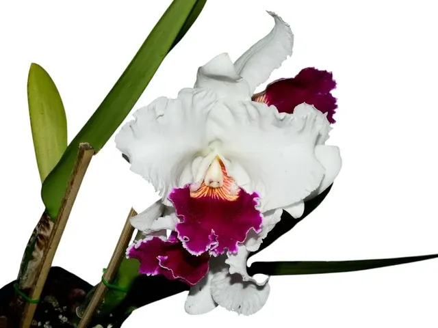 Cattleya Hawaiian Fair (Cattleya)