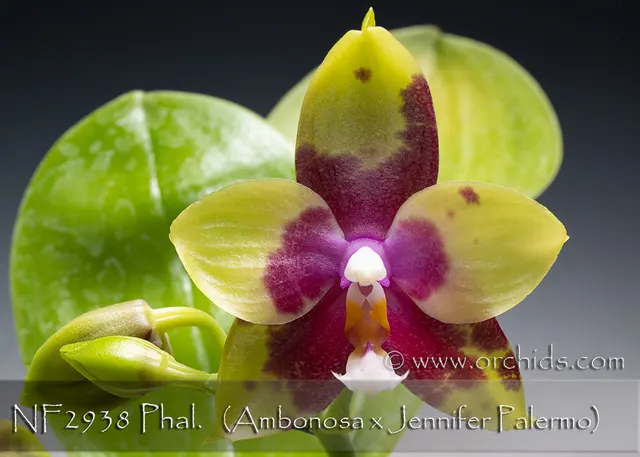 Phalaenopsis Norman's Goodfellas