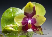 Phal. Norman's Goodfellas (Ambonosa x Jennifer Palermo )