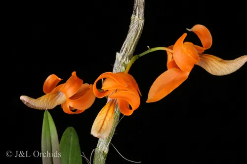 Dendrobium unicum (Dendrobium)