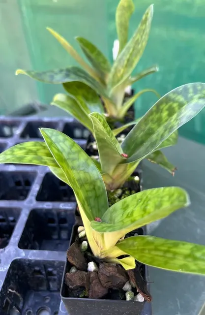 Paphiopedilum Hsinying Leopard x Hsinying Rubyweb (Paphiopedilum)