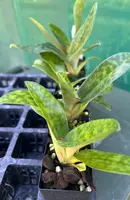Orchid Seedling 50mm Pot Size - Paphiopedilum Hsinying Leopard x Hsinying Rubyweb