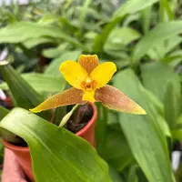 Lycaste groganii X lasioglossa — Blühfähige Pflanze