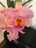 Rlc. George King 'Serendipity' AM/AOS, Near Blooming Size, Shipping Included