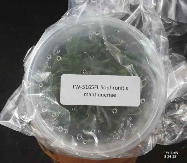 Sophronitis mantiqueriae (Sophronitis)
