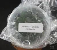 FLASK Sophronitis mantiqueirae