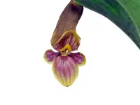 Pleurothallis volans