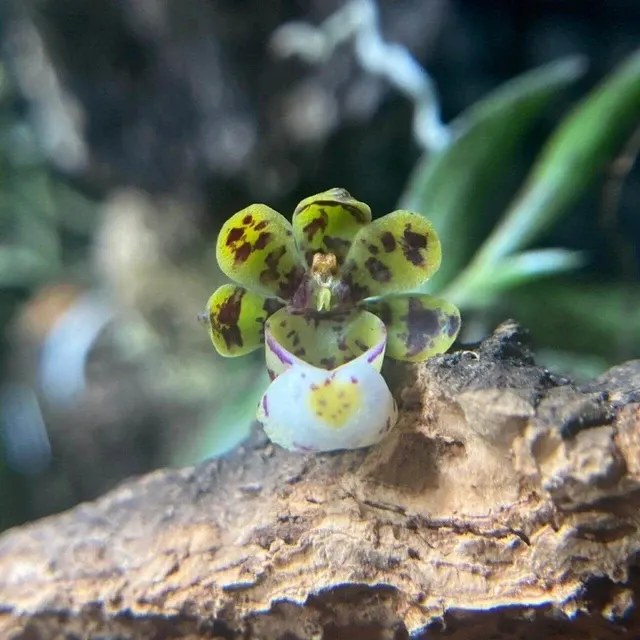 Gastrochilus distichus (Gastrochilus)